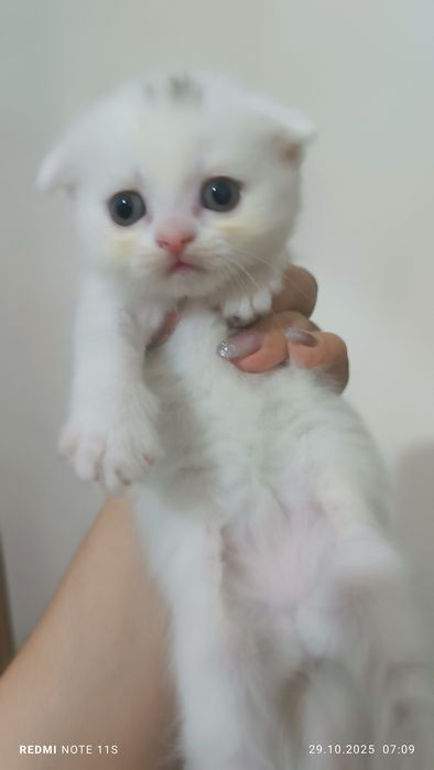 Продаются котята от правильной вязки