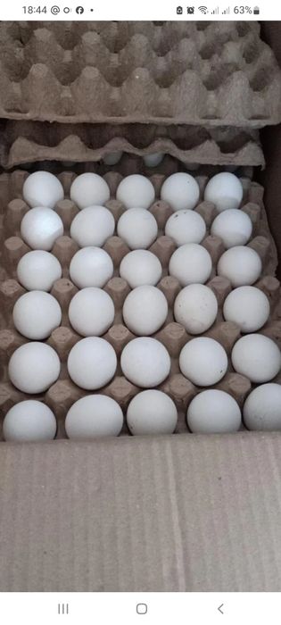 Продам куриное яйцо С0, С1