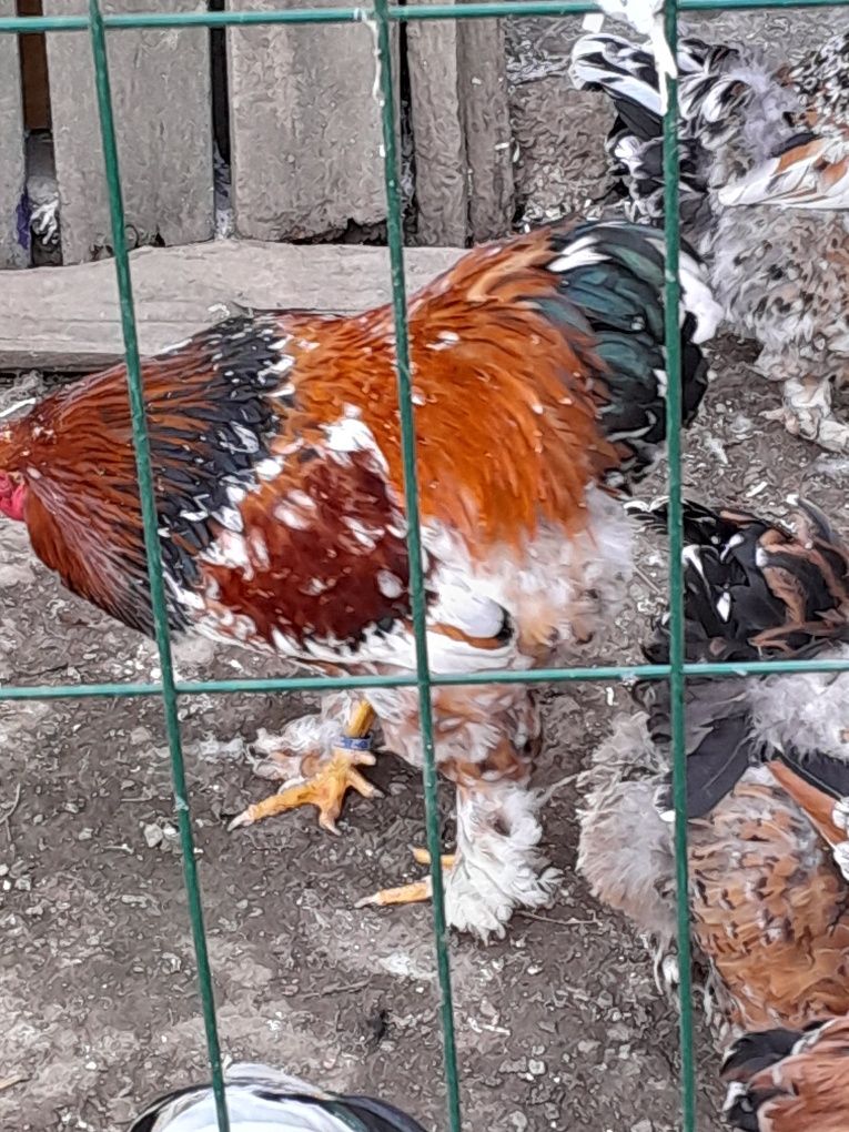 Perechea păsări din rasa brahma porțelan