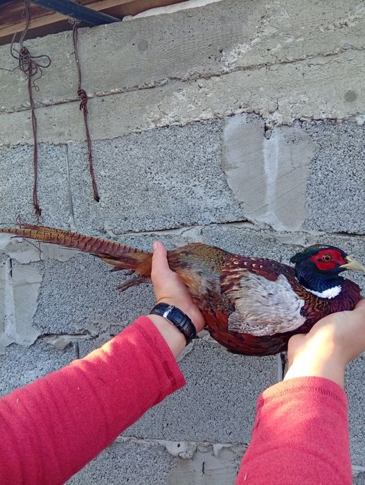 Vând fazani super frumoși