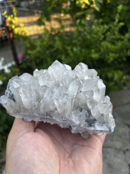 Flori de minâ de vanzare pentru de la la telefon