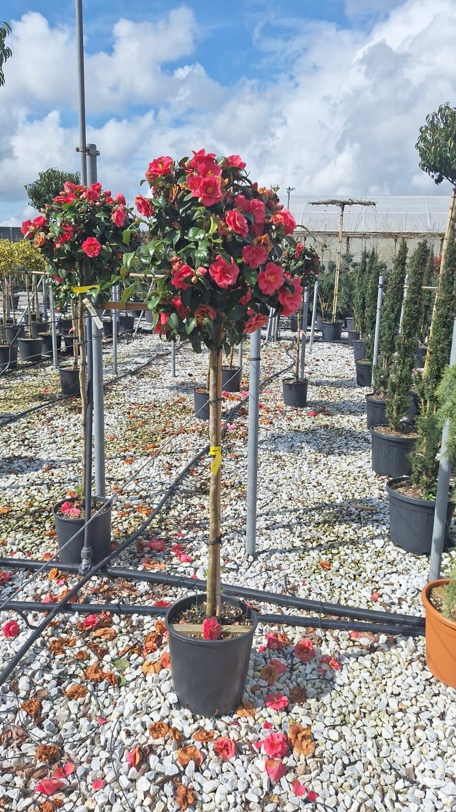 Magnolia,photinia Red Robin, artar japonez ,măslini, Camelia