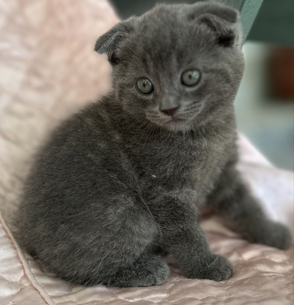 Котенок скотиш фолд мальчик