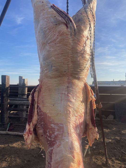 Мясо конина с Баянауыла экологический чисты