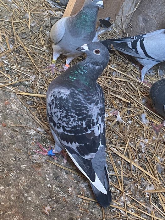 Vând porumbei pentru concurs