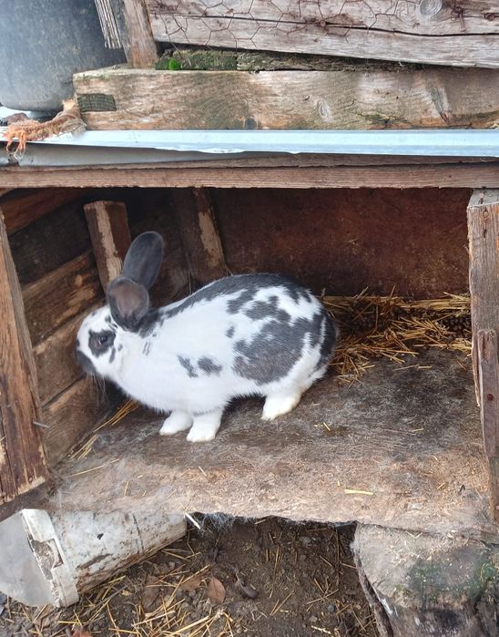 De vânzare 3 iepuroaice