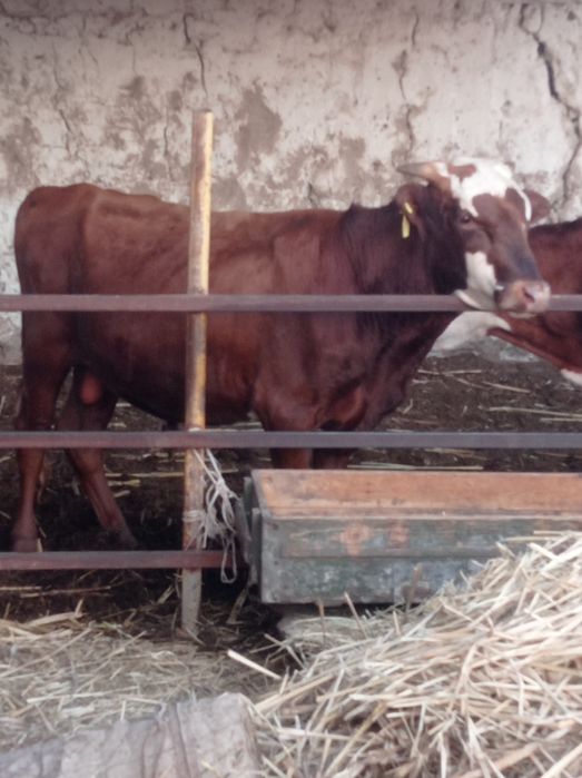 саглом бокишга тайор