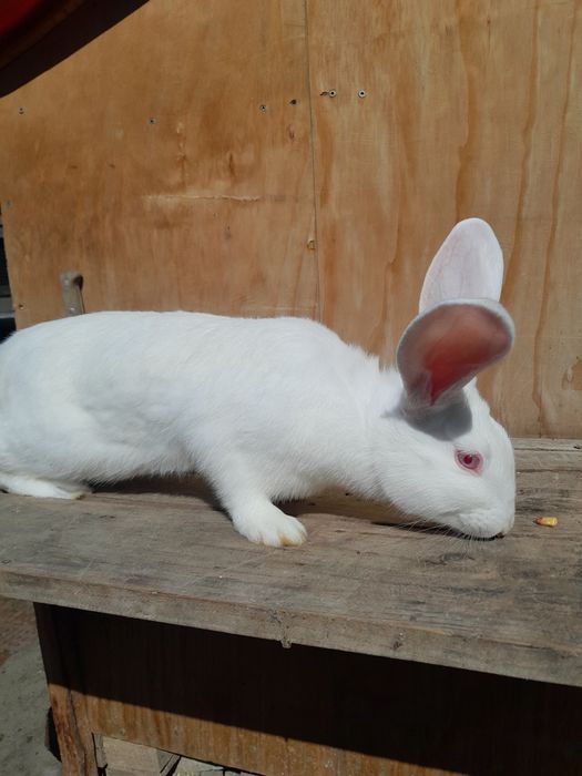 Vând iepuri ,tineret