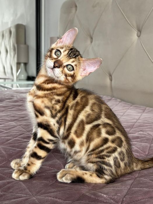 Pui bengal cu pedigree