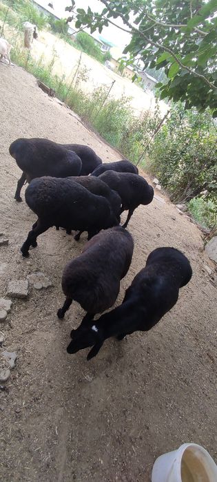 Qurbonlikga qoyla bor