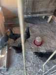 Familie australorp