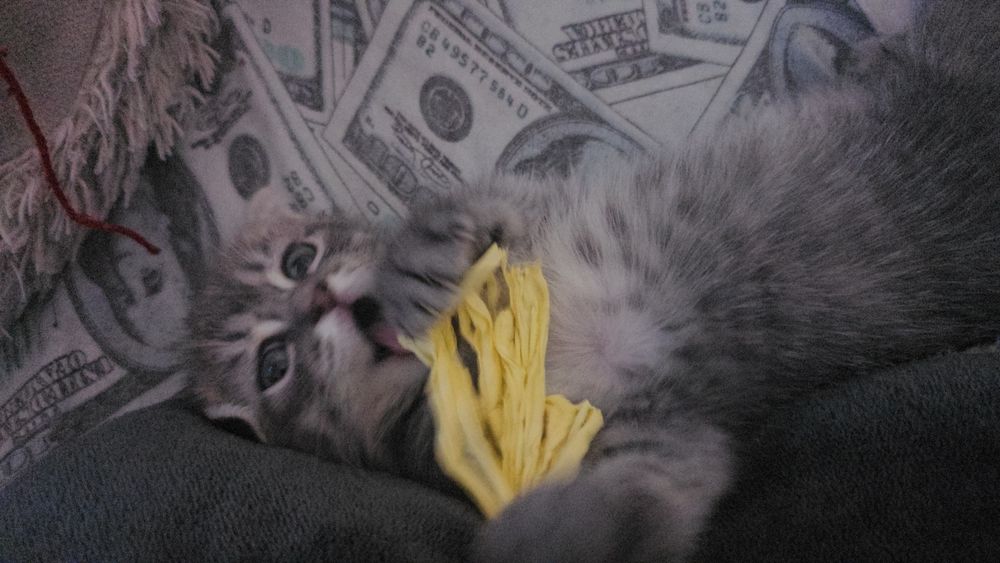 Котёнок породистая