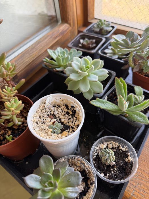 Суккуленты, детки излишки коллекции
