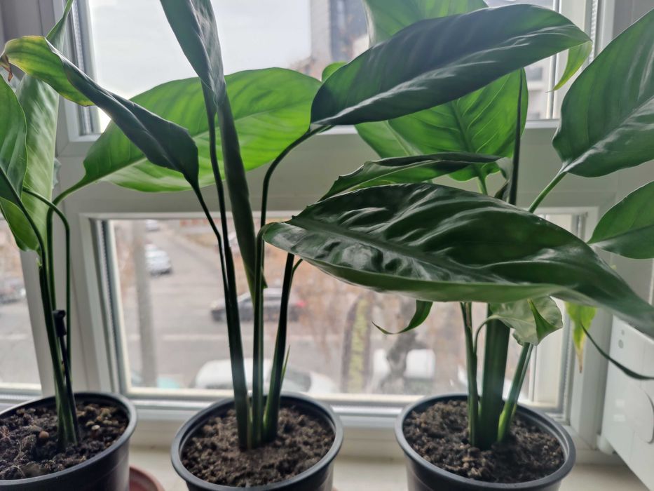 Продавам цветя Спатифилум - подготвени за есенно-зимен цъфтеж