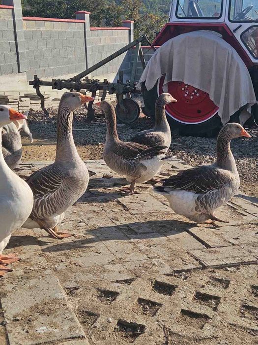 Продавам гъски  и патки