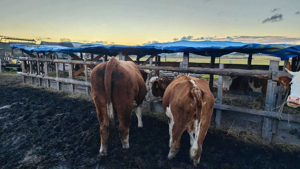 De vânzare 22 vaci bălțate roșii și un taur – în Borzont!