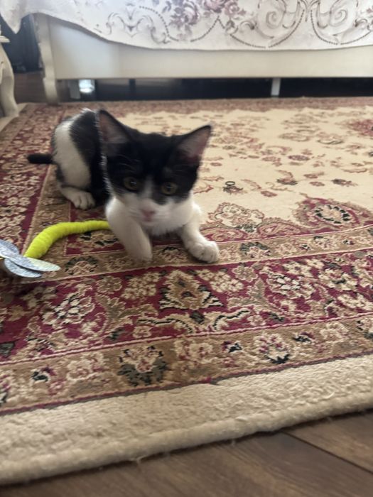 Котенок 4 месяца отдам в хорошие руки