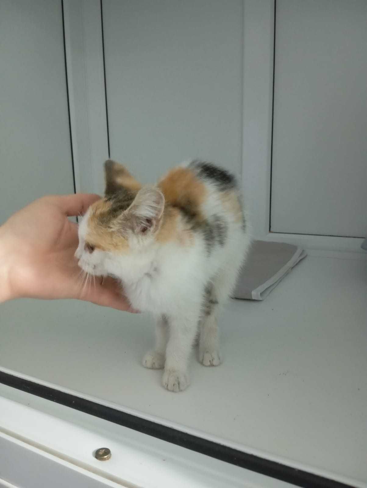 Котёнок (девочка, 2,5-3 месяца) ищет дом.
