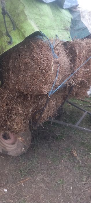 baloti de fan de vânzare