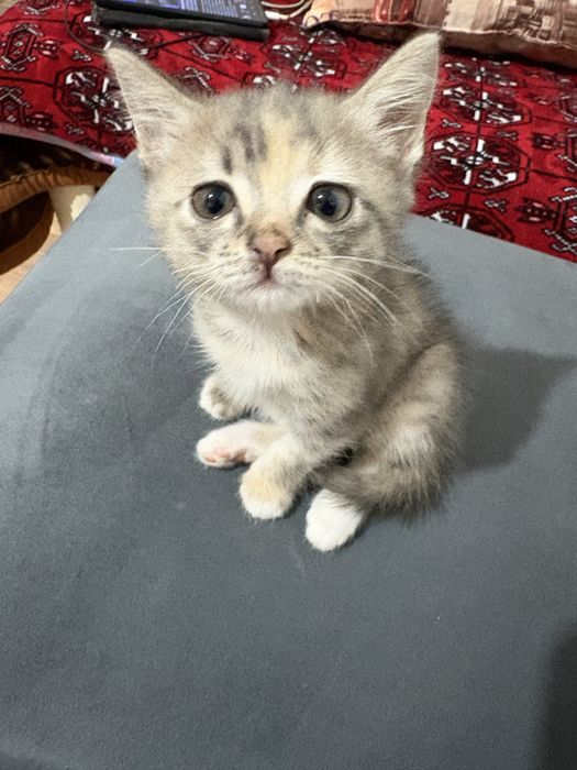 Девочка котенок.