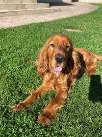 Cocker spaniel superba