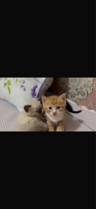 Отдам в добрые руки рыжего котёнка