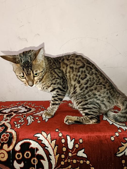 Продается кошка Бенгальская