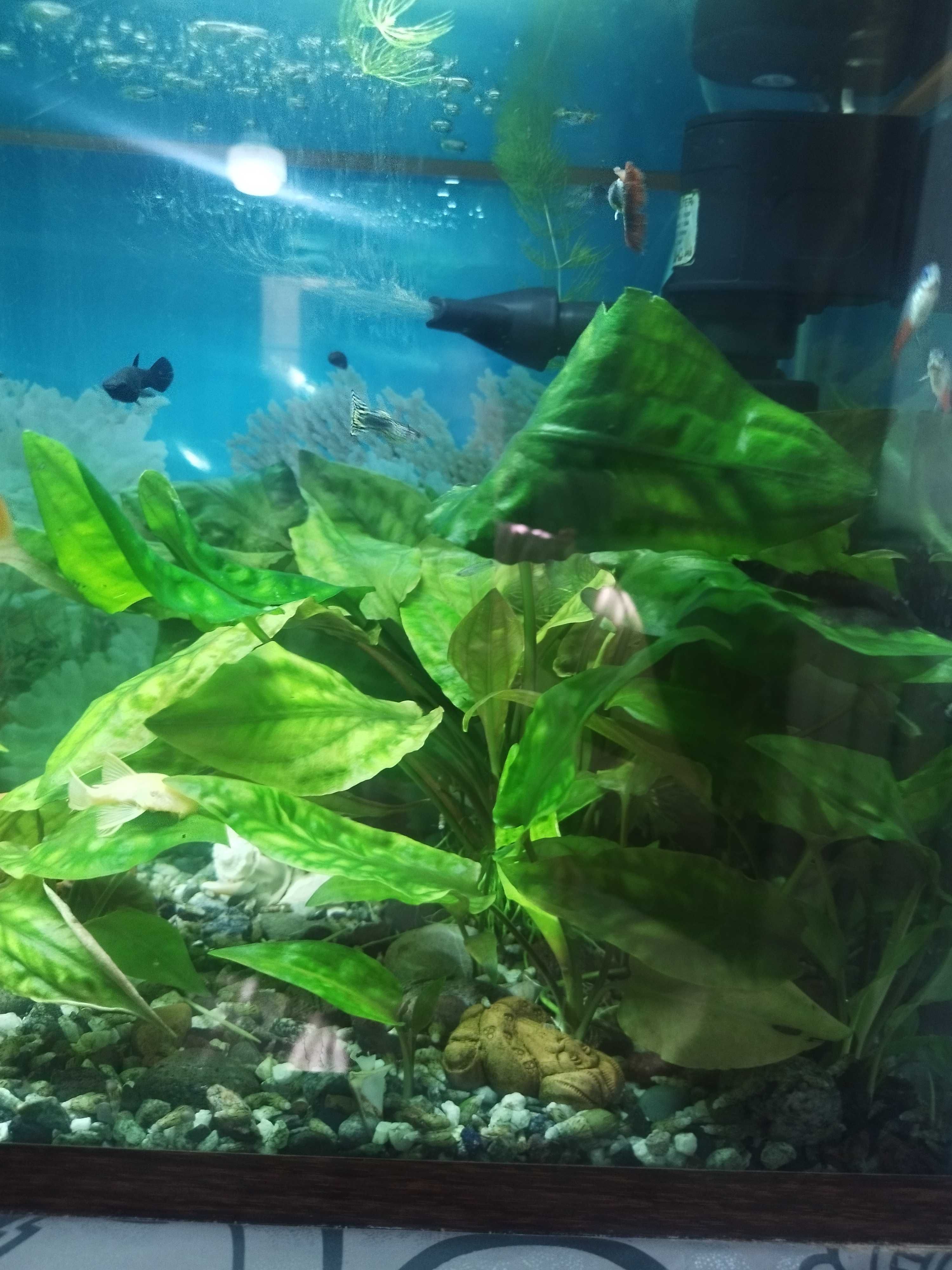 Продам 6 больших кустов криптокарины.