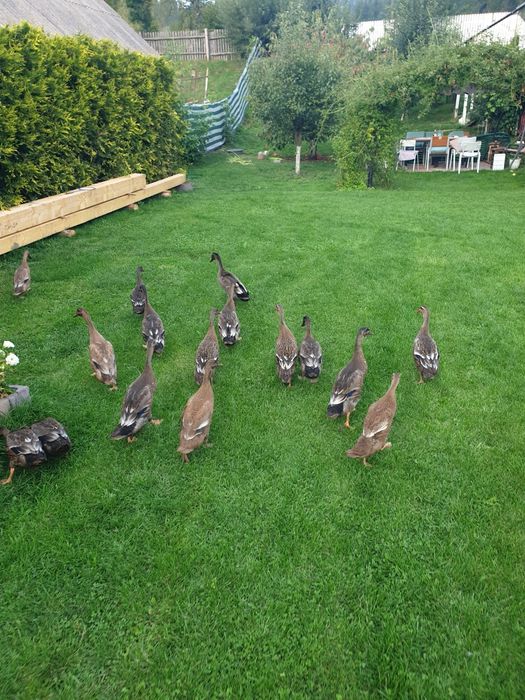 Rate alergatoare pentru melci