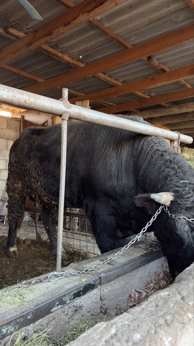 Продается бычок.