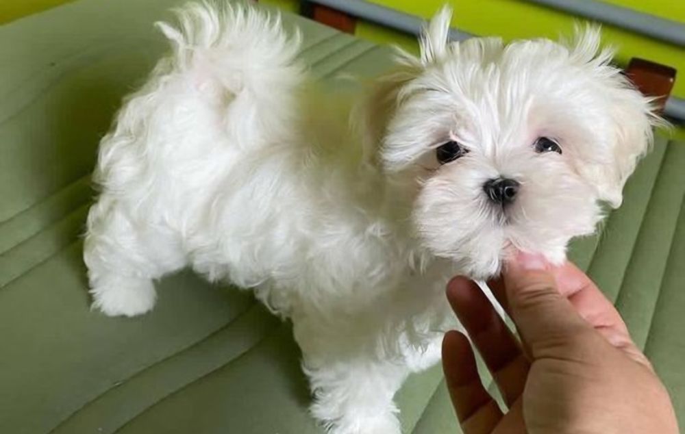 Bichon  maltez  1000 lei