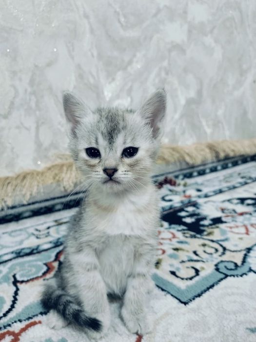 Шотланский Катенок