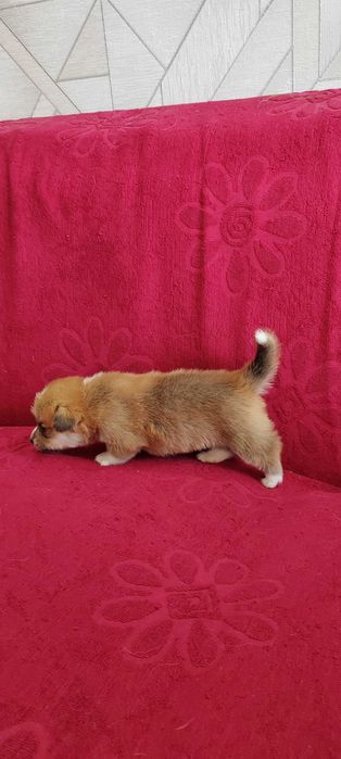 Щенки Корги вельш корги пемброк
