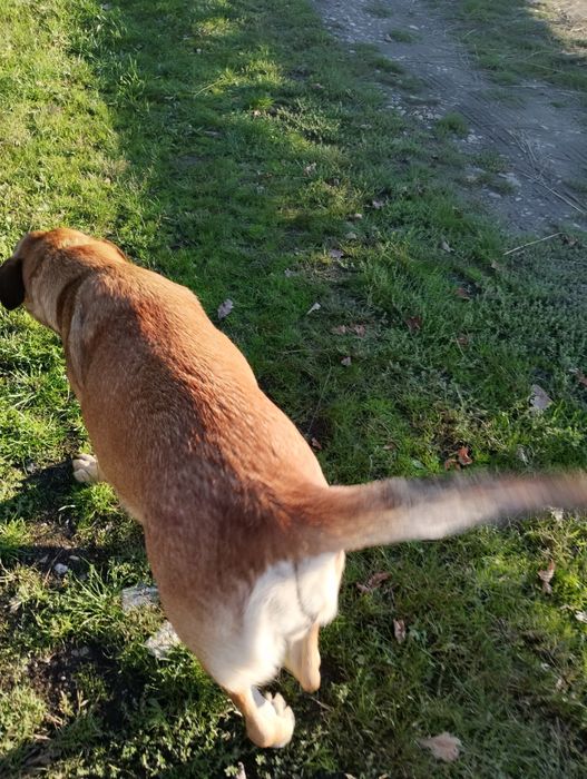 Donez catelusi dragalasi