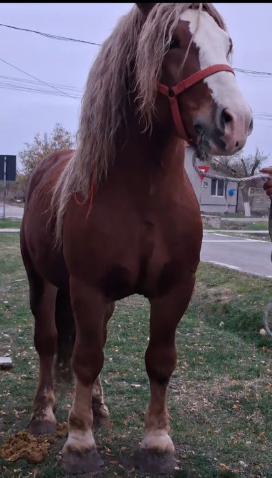 Vând Armasar Ștanțat