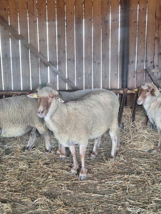 Vând oi reformă rasa Țigaie Ruginie