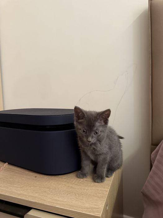 Братинка, 1,5 мес