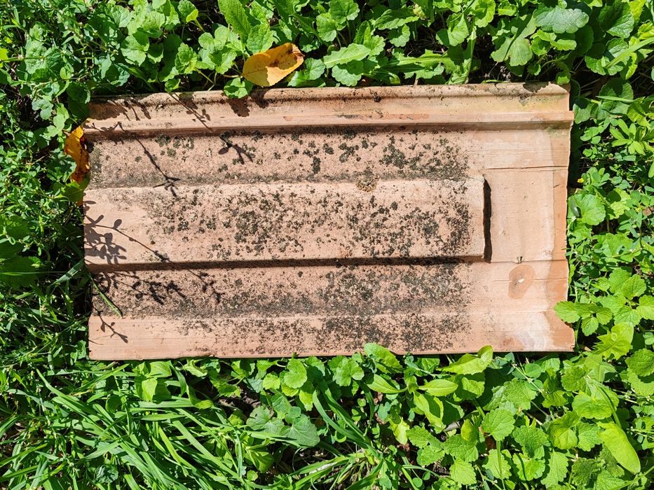 Tigla coame second 1 leu/buc