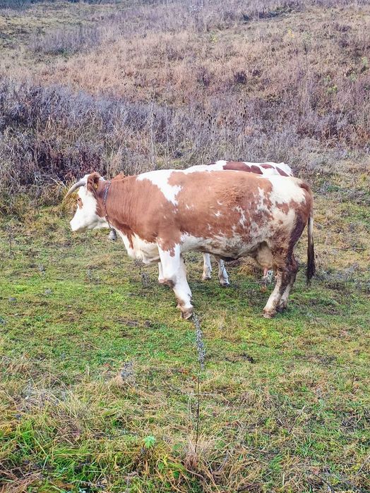 Vaca bălțata vaci vitei