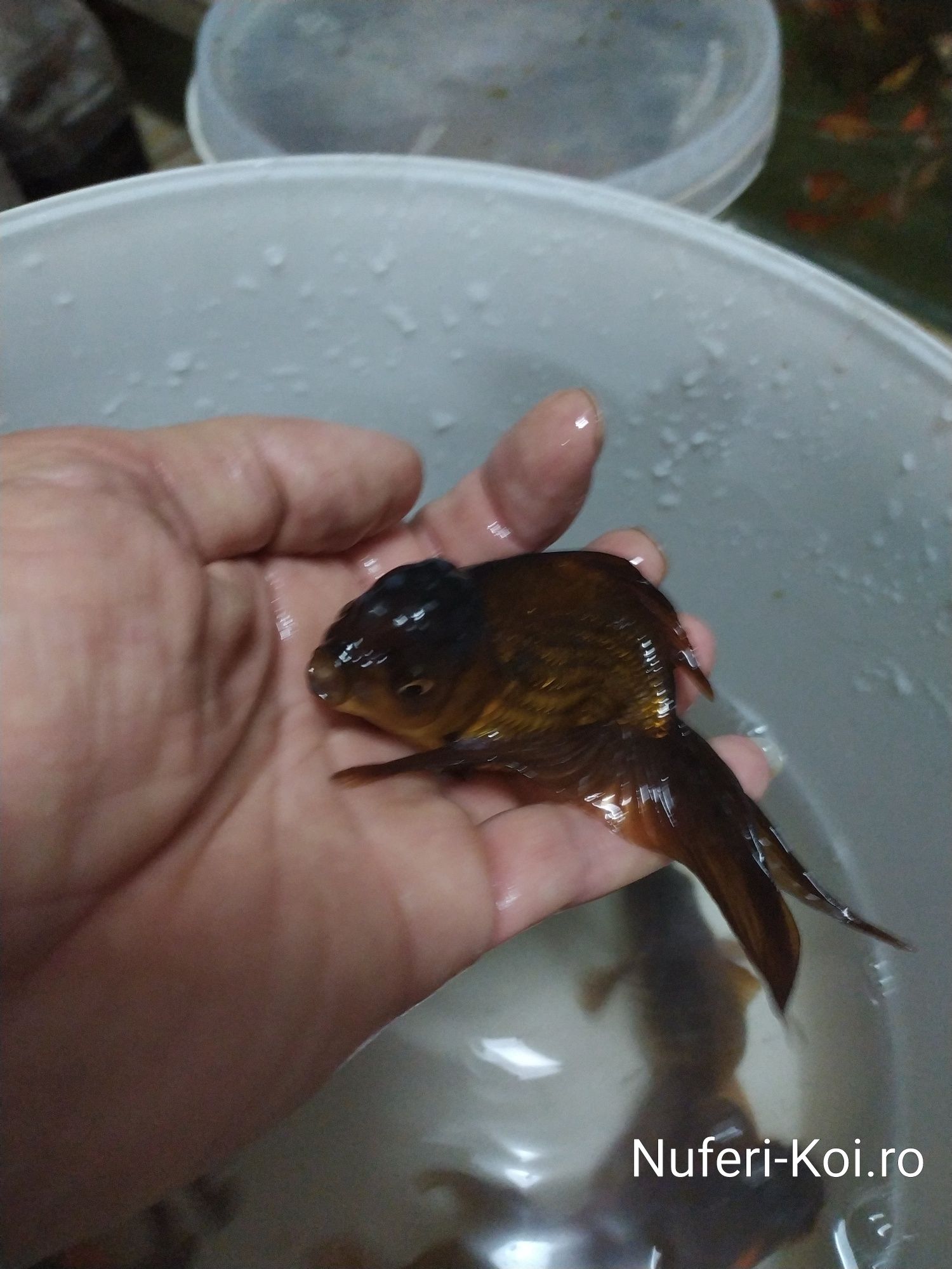 Carasi red oranda