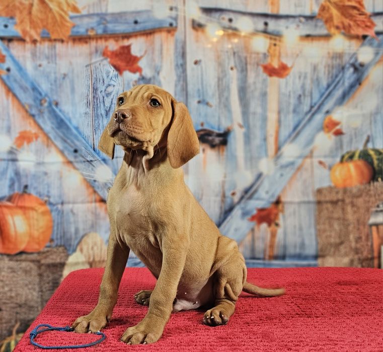 Vizsla maghiara cu pedigree