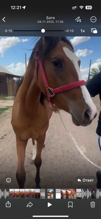 Срочно Англ- Араб сатамын таза тұқымды