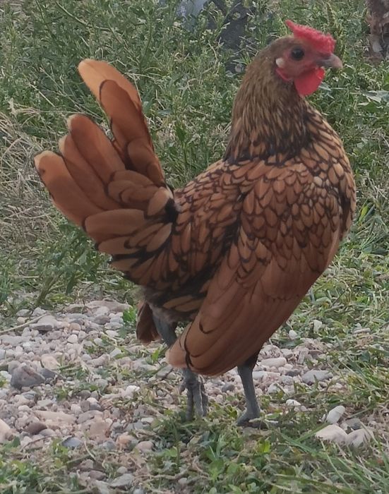 Cocos sebright auriu