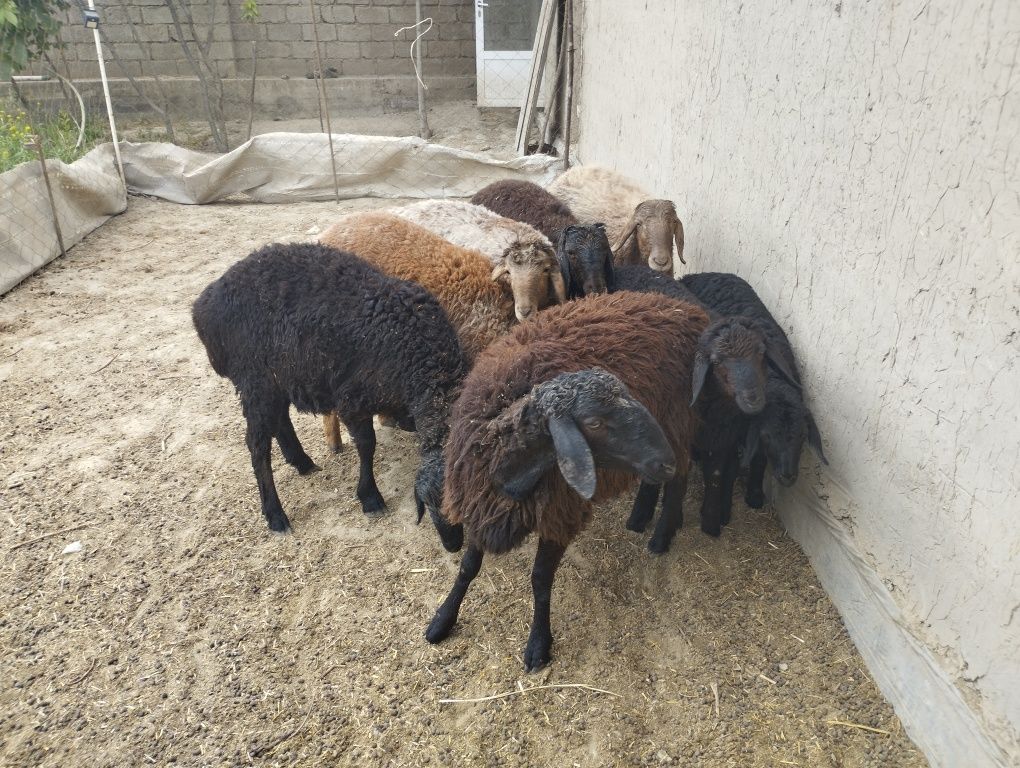 Quzi quchqorlar sotiladi
