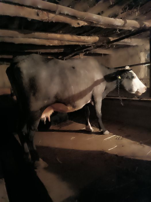 Продам корову стельная