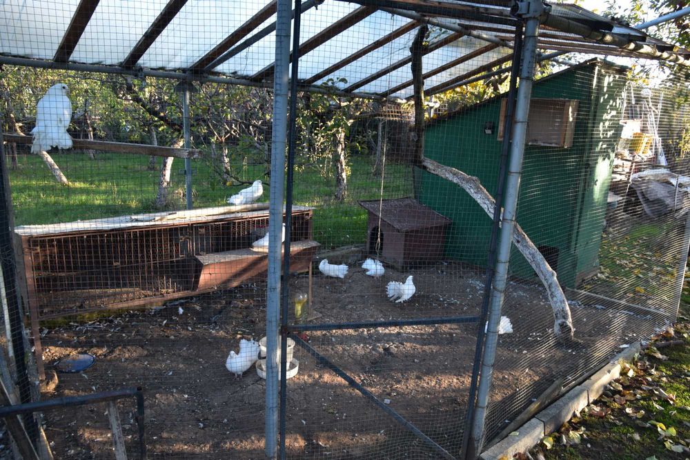 Гълъби - бели фенерлии