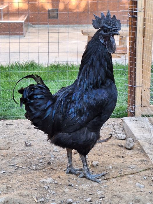 Ухай и люй хуроз сотилади 1 ешда кук тухумдан очирилган