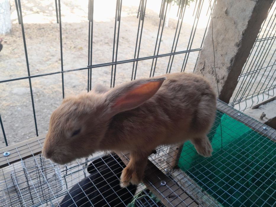 Кролики бургундской порды.