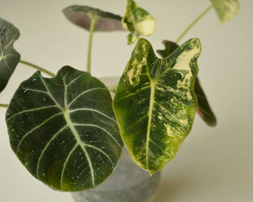 Алоказия Black Velvet и Frydek в одном горшке