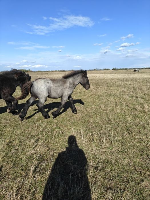 Vând pereche mânzi suri